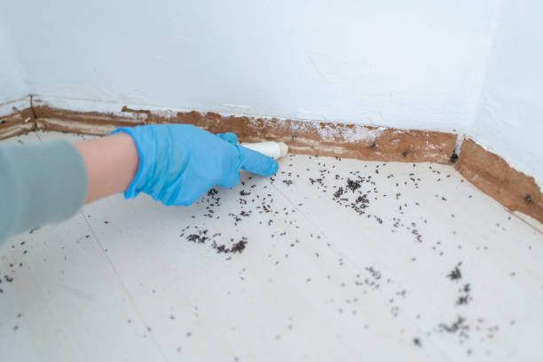 Best Best Pest Control Companies  in Grovetown, GA